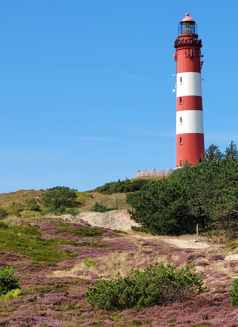A croped frame of the Amrumer lighthouse with rolling hills of heather in the forground.